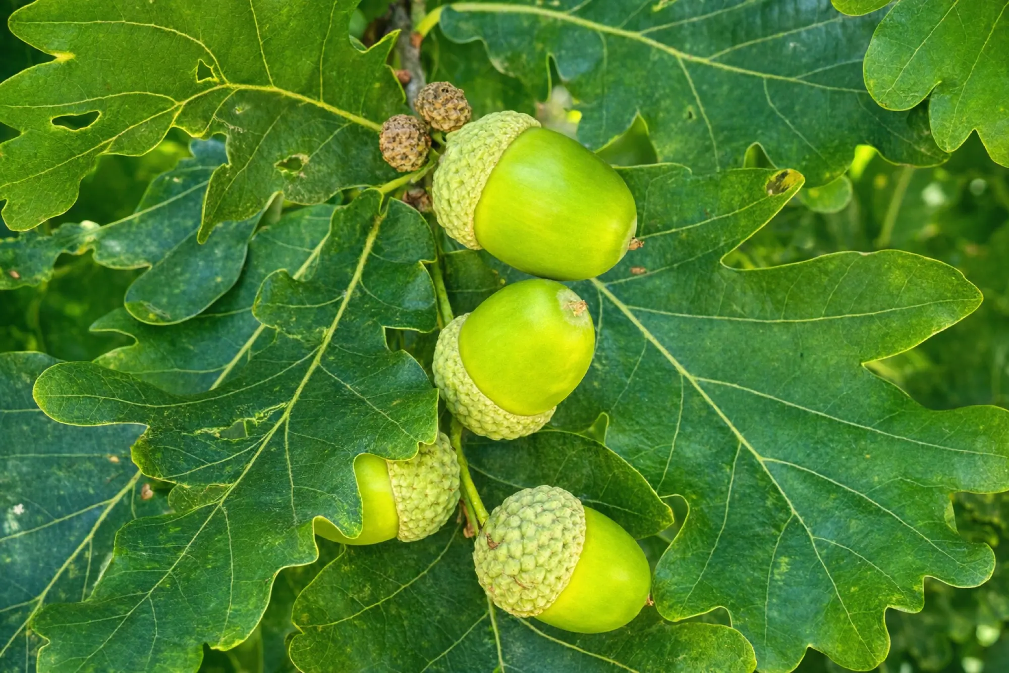 Acorns on the English oaks