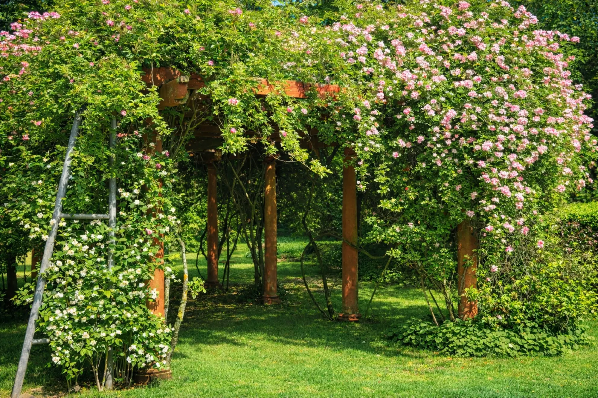 The rose-and-wisteria arbour in full flower