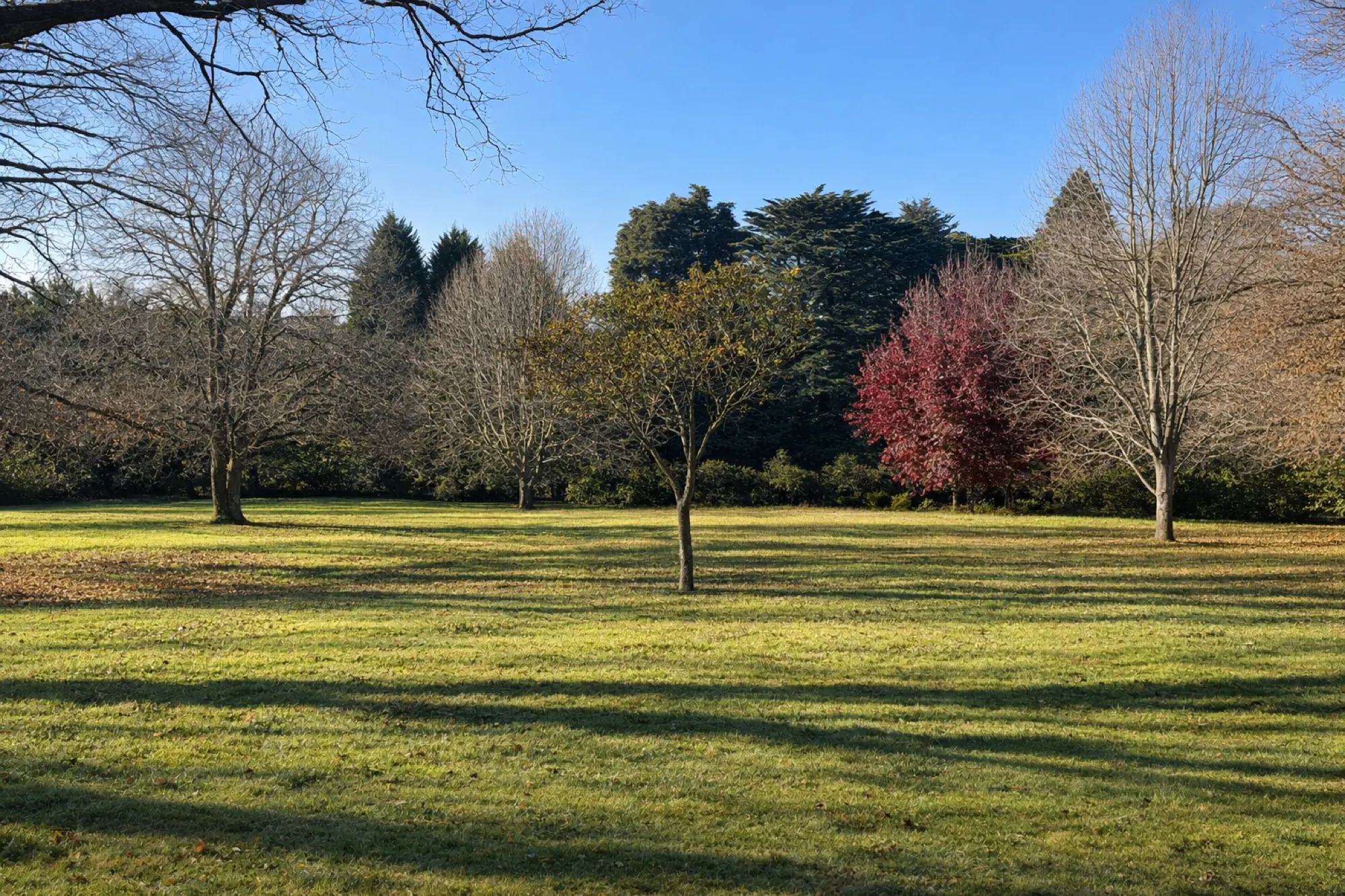 Autumn colour across the lawns