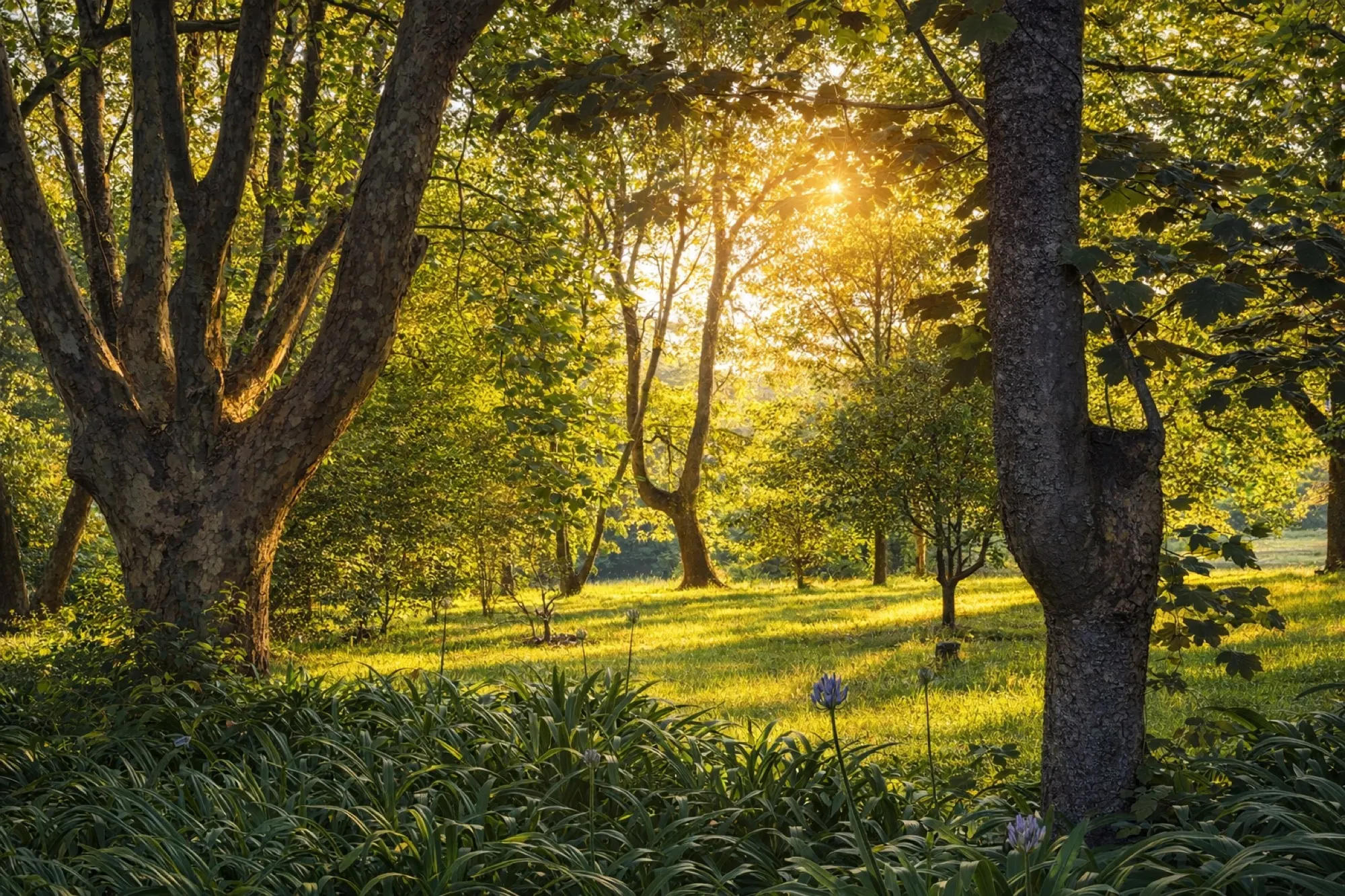 Golden light through the trees at the end of the day
